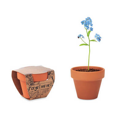 Forget me not - Grow your own pot