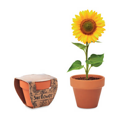 Sunflower - Grow your own Pot